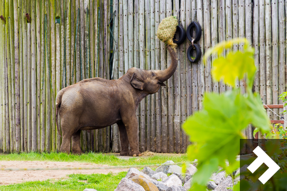 Family Fun Days - Blackpool Zoo - Elephant