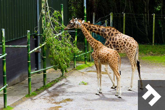 Family Fun Days - Blackpool Zoo - Giraffes