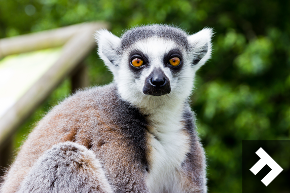 Family Fun Days - Blackpool Zoo - Lemur