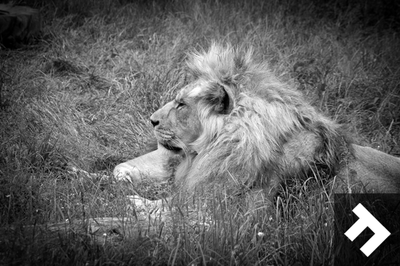 Family Fun Days - Blackpool Zoo - Lion