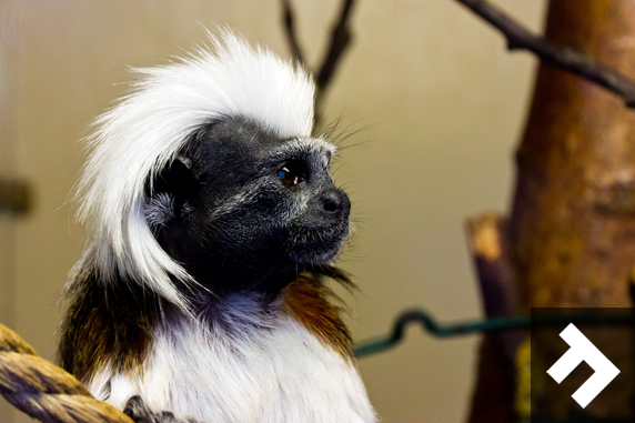 Family Fun Days - Blackpool Zoo - Monkey