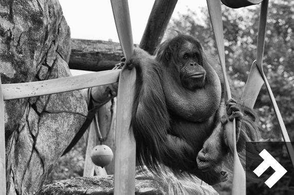 Family Fun Days - Blackpool Zoo - Orangutan