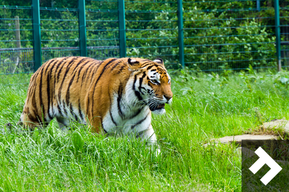 Family Fun Days - Blackpool Zoo - Tiger