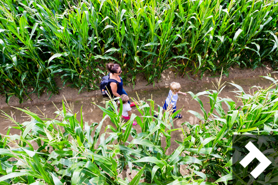 Be Amazed At York Maze