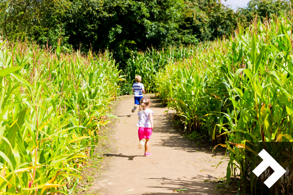 Be Amazed At York Maze