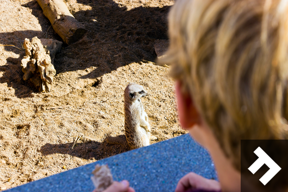 Fun At Whitehouse Farm - Meerkat