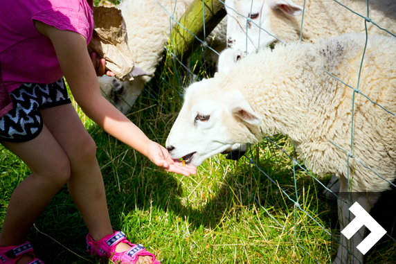 Fun At Whitehouse Farm - Feeding