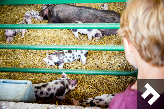 Fun At Whitehouse Farm - Piglets