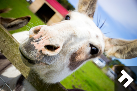 Fun At Whitehouse Farm - Donkey