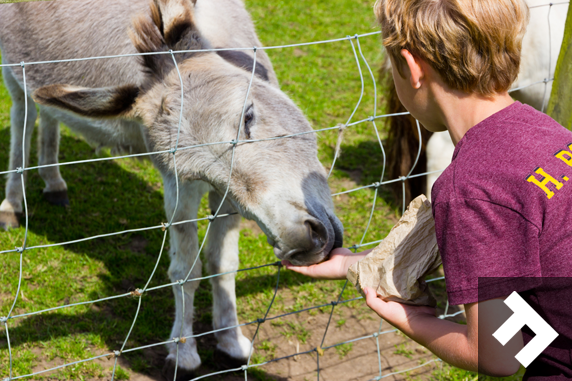 Fun At Whitehouse Farm - Donkey