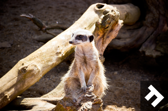 Fun At Whitehouse Farm - Meerkat