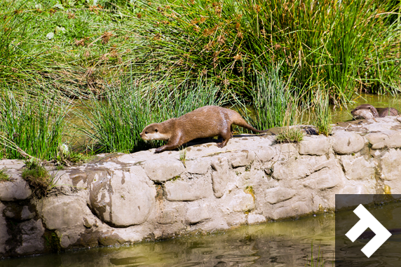 Washington Wetland Centre