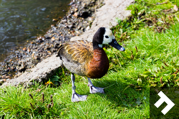 Washington Wetland Centre