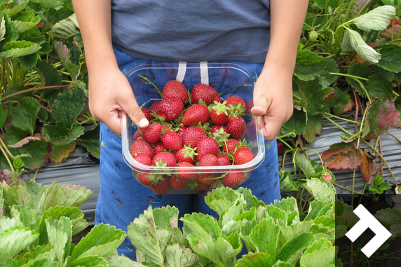 Berry Good For You - Strawberry Picking