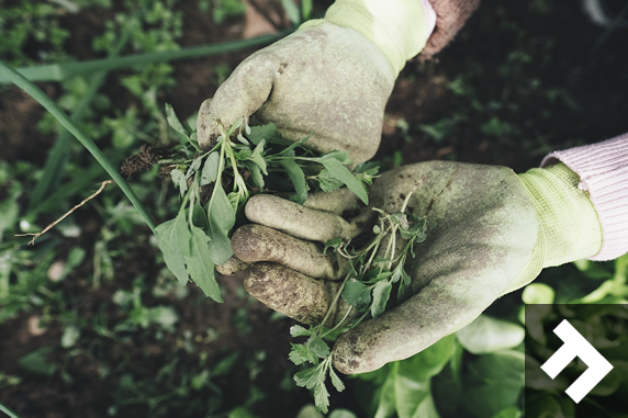 Cultivating Tranquility in Nature